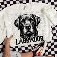 Labrador BLACK (SWD) 21446 DTF transfer