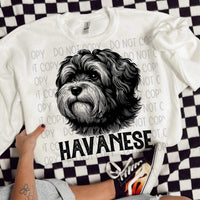 Havanese BLACK (SWD) 21633 DTF transfer