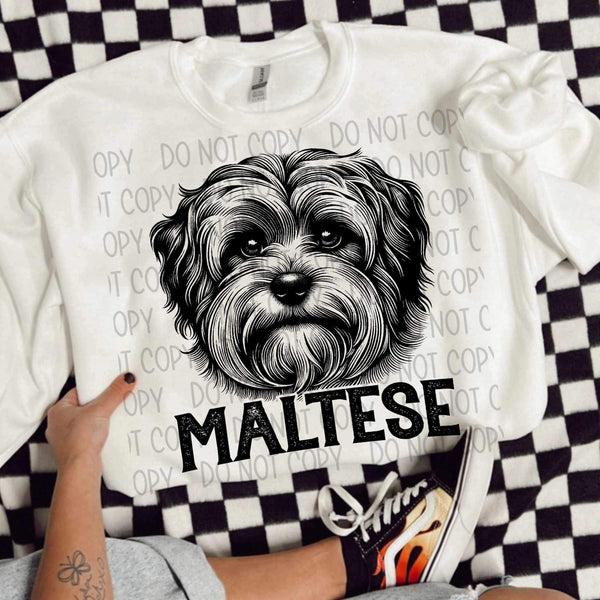 Maltese BLACK (SWD) 21631 DTF transfer