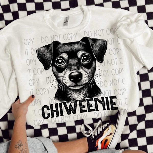 Chiweenie BLACK (SWD) 21660 DTF transfer